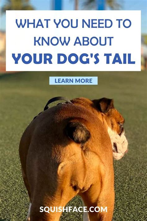 stubby tail meaning